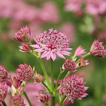 2841  Astrantia major  Roma  I  Svenskt namn  :Stjärnflocka  I  Krukstorlek   : 11c  I  Förväntad Höjd  :  50 cm  I  Blomningstid :  juni-aug