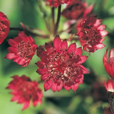 2843  Astrantia major  Ruby Wedding  I  Svenskt namn  :Stjärnflocka  I  Krukstorlek   : 11c  I  Förväntad Höjd  :  50 cm  I  Blomningstid :  juni-aug - 2