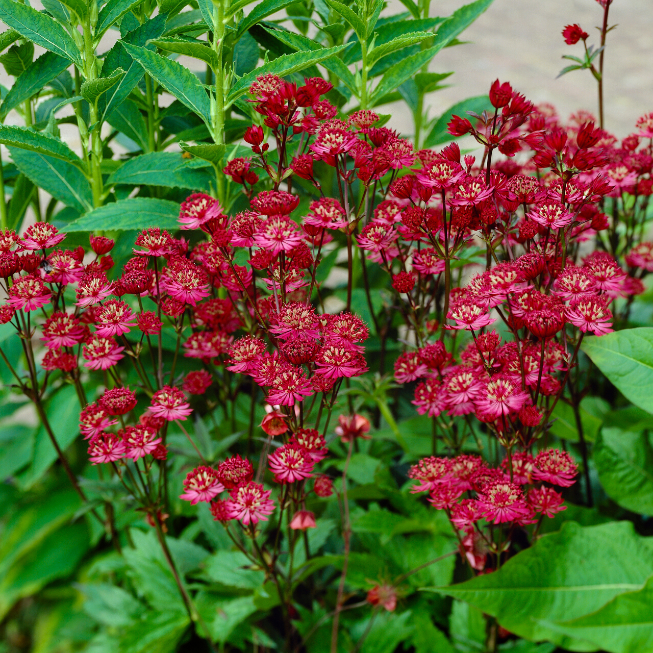 2843  Astrantia major  Ruby Wedding  I  Svenskt namn  :Stjärnflocka  I  Krukstorlek   : 11c  I  Förväntad Höjd  :  50 cm  I  Blomningstid :  juni-aug