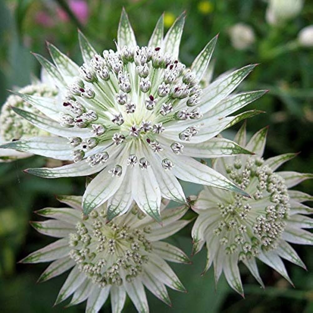 2850  Astrantia major  Star of Billion  (PBR)  I  Svenskt namn  :Stjärnflocka  I  Krukstorlek   : 11c  I  Förväntad Höjd  :  60 cm  I  Blomningstid :  juni-aug - 3