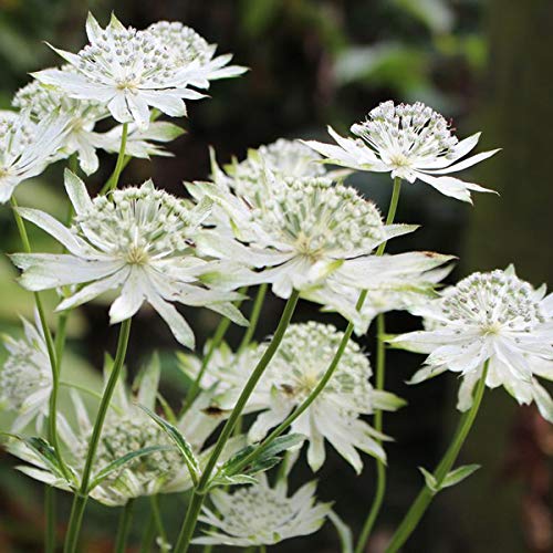 2850  Astrantia major  Star of Billion  (PBR)  I  Svenskt namn  :Stjärnflocka  I  Krukstorlek   : 11c  I  Förväntad Höjd  :  60 cm  I  Blomningstid :  juni-aug - 2