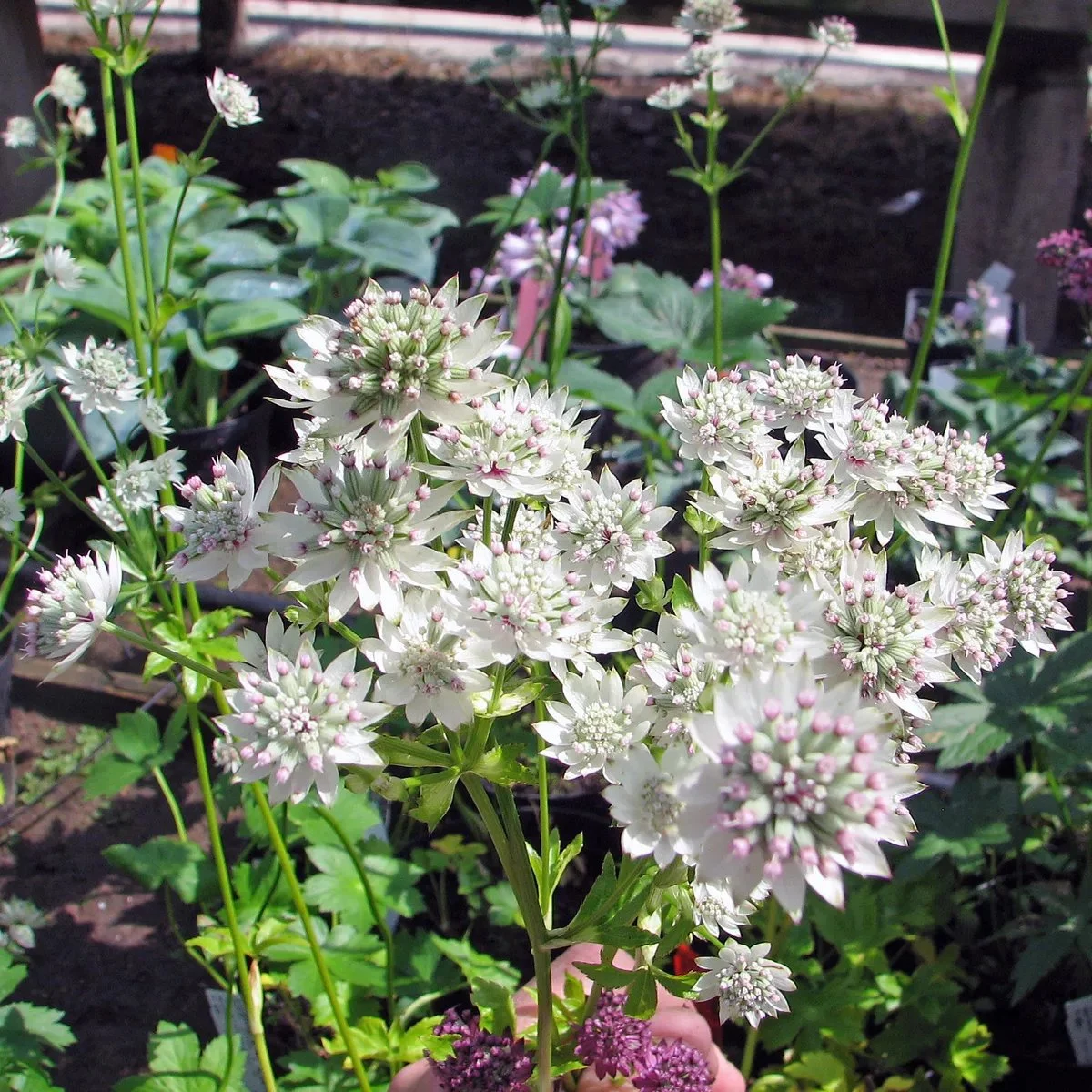 2850  Astrantia major  Star of Billion  (PBR)  I  Svenskt namn  :Stjärnflocka  I  Krukstorlek   : 11c  I  Förväntad Höjd  :  60 cm  I  Blomningstid :  juni-aug