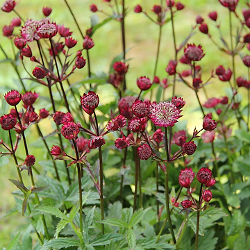 2856  Astrantia major  Star of Love (PBR)  I  Svenskt namn  :Stjärnflocka  I  Krukstorlek   : 11c  I  Förväntad Höjd  :  60 cm  I  Blomningstid :  juni-aug
