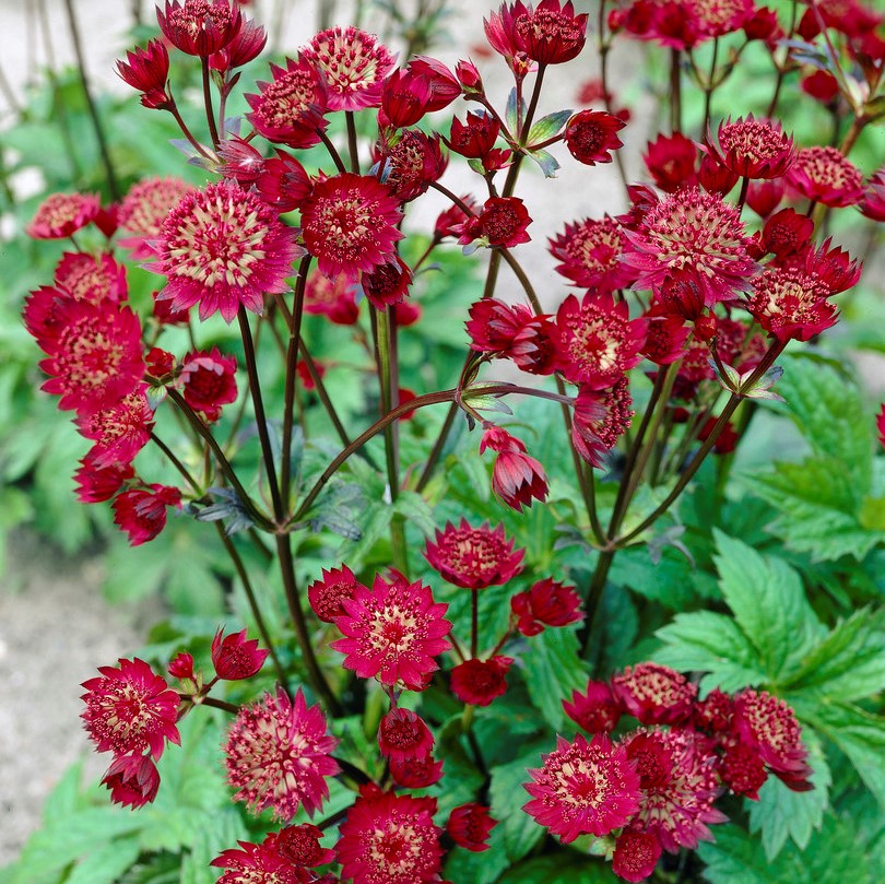 2856  Astrantia major  Star of Love (PBR)  I  Svenskt namn  :Stjärnflocka  I  Krukstorlek   : 11c  I  Förväntad Höjd  :  60 cm  I  Blomningstid :  juni-aug - 3