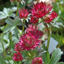 2856  Astrantia major  Star of Love (PBR)  I  Svenskt namn  :Stjärnflocka  I  Krukstorlek   : 11c  I  Förväntad Höjd  :  60 cm  I  Blomningstid :  juni-aug - 2