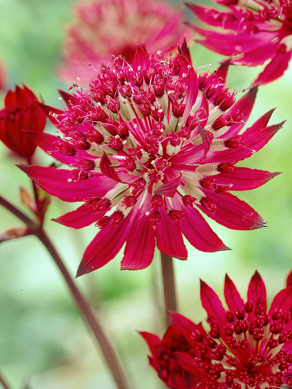 2856  Astrantia major  Star of Love (PBR)  I  Svenskt namn  :Stjärnflocka  I  Krukstorlek   : 11c  I  Förväntad Höjd  :  60 cm  I  Blomningstid :  juni-aug - 4