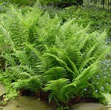 9343  Athyrium filix-femina  I  Svenskt namn  :Majbräken  I  Krukstorlek   : 11c  I  Förväntad Höjd  :  80 cm  I  Blomningstid :  ..... - 3