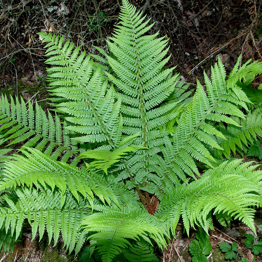 9343  Athyrium filix-femina  I  Svenskt namn  :Majbräken  I  Krukstorlek   : 11c  I  Förväntad Höjd  :  80 cm  I  Blomningstid :  ..... - 4