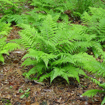 9343  Athyrium filix-femina  I  Svenskt namn  :Majbräken  I  Krukstorlek   : 11c  I  Förväntad Höjd  :  80 cm  I  Blomningstid :  ..... - 2