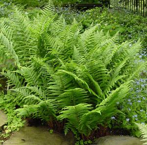 9343  Athyrium filix-femina  I  Svenskt namn  :Majbräken  I  Krukstorlek   : 11c  I  Förväntad Höjd  :  80 cm  I  Blomningstid :  .....