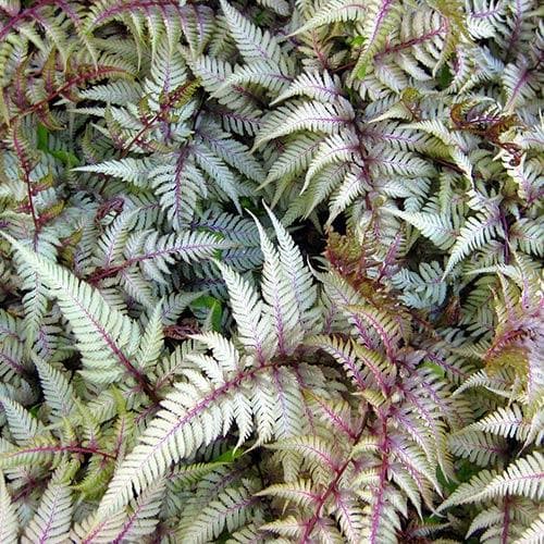 9350  Athyrium niponicum Red Beauty  I  Svenskt namn  :Regnbågsbräken  I  Krukstorlek   : 11c  I  Förväntad Höjd  :  50 cm  I  Blomningstid :  .....