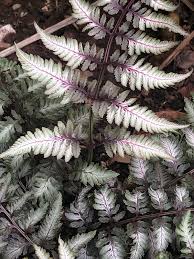9350  Athyrium niponicum Red Beauty  I  Svenskt namn  :Regnbågsbräken  I  Krukstorlek   : 11c  I  Förväntad Höjd  :  50 cm  I  Blomningstid :  ..... - 3