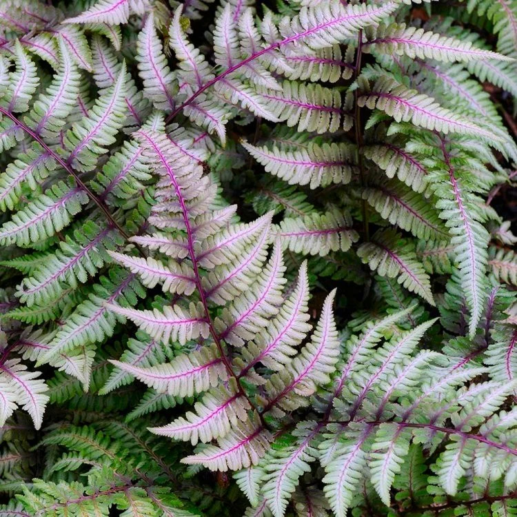 9350  Athyrium niponicum Red Beauty  I  Svenskt namn  :Regnbågsbräken  I  Krukstorlek   : 11c  I  Förväntad Höjd  :  50 cm  I  Blomningstid :  ..... - 4