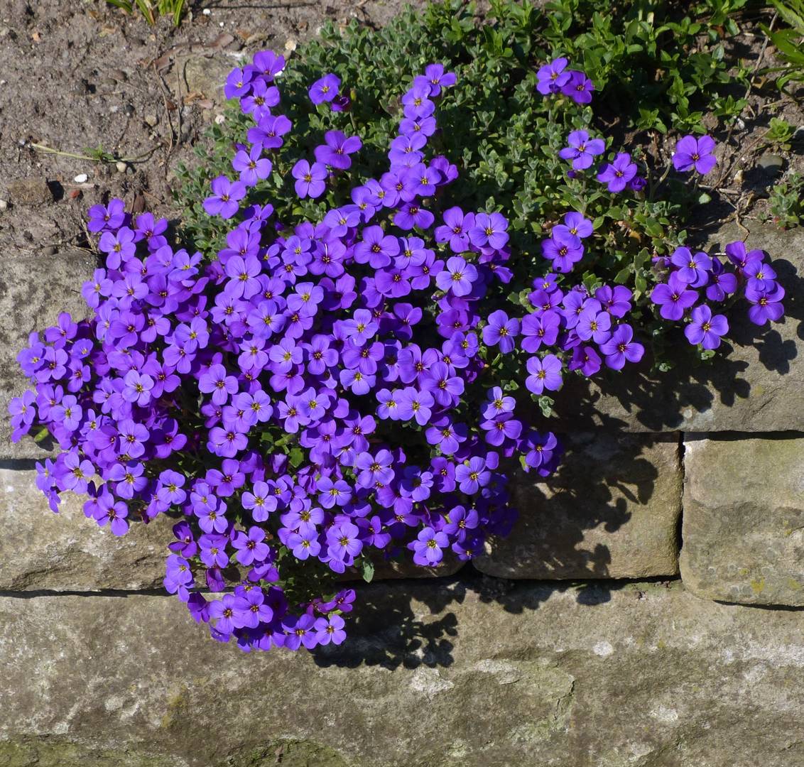 2865  Aubrieta  Blaumeise  I  Svenskt namn  :Aubrietia  I  Krukstorlek   : 11c  I  Förväntad Höjd  :  10 cm  I  Blomningstid :  maj-juni