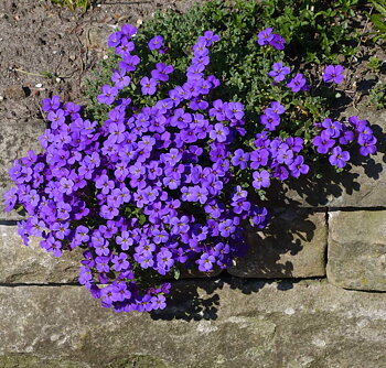 2865  Aubrieta  Blaumeise  I  Svenskt namn  :Aubrietia  I  Krukstorlek   : 11c  I  Förväntad Höjd  :  10 cm  I  Blomningstid :  maj-juni