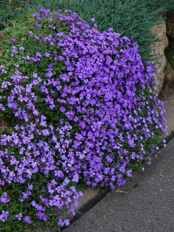 2865  Aubrieta  Blaumeise  I  Svenskt namn  :Aubrietia  I  Krukstorlek   : 11c  I  Förväntad Höjd  :  10 cm  I  Blomningstid :  maj-juni - 3