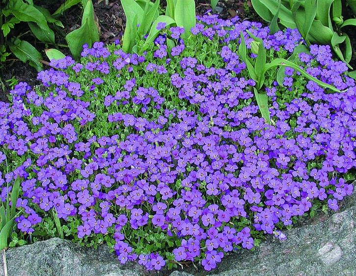 2865  Aubrieta  Blaumeise  I  Svenskt namn  :Aubrietia  I  Krukstorlek   : 11c  I  Förväntad Höjd  :  10 cm  I  Blomningstid :  maj-juni - 2