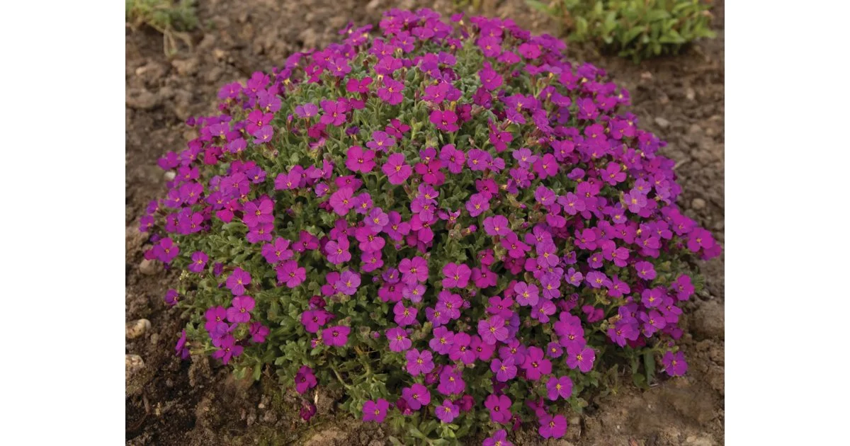 2868  Aubrieta  Regado Red  I  Svenskt namn  :Aubrietia  I  Krukstorlek   : 11c  I  Förväntad Höjd  :  10 cm  I  Blomningstid :  maj-juni - 2