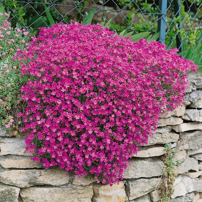 2868  Aubrieta  Regado Red  I  Svenskt namn  :Aubrietia  I  Krukstorlek   : 11c  I  Förväntad Höjd  :  10 cm  I  Blomningstid :  maj-juni
