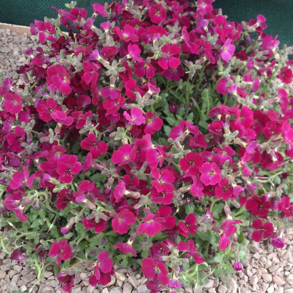 2868  Aubrieta  Regado Red  I  Svenskt namn  :Aubrietia  I  Krukstorlek   : 11c  I  Förväntad Höjd  :  10 cm  I  Blomningstid :  maj-juni - 3