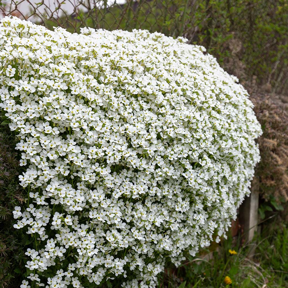 2869  Aubrieta  Regado White  I  Svenskt namn  :Aubrietia  I  Krukstorlek   : 11c  I  Förväntad Höjd  :  10 cm  I  Blomningstid :  maj-juni