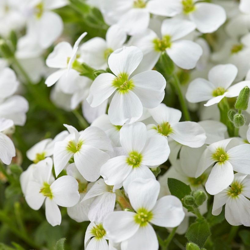 2869  Aubrieta  Regado White  I  Svenskt namn  :Aubrietia  I  Krukstorlek   : 11c  I  Förväntad Höjd  :  10 cm  I  Blomningstid :  maj-juni - 3
