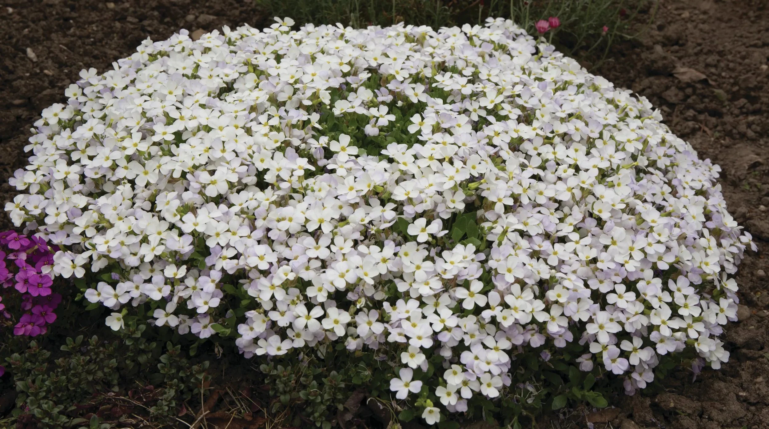 2869  Aubrieta  Regado White  I  Svenskt namn  :Aubrietia  I  Krukstorlek   : 11c  I  Förväntad Höjd  :  10 cm  I  Blomningstid :  maj-juni - 2