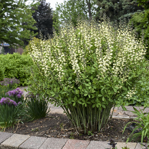 3012  Baptisia  Vanilla Cream  I  Svenskt namn  :Färgväppling  I  Krukstorlek   : SQ1  I  Förväntad Höjd  :  50/80 cm  I  Blomningstid :  juni-juli