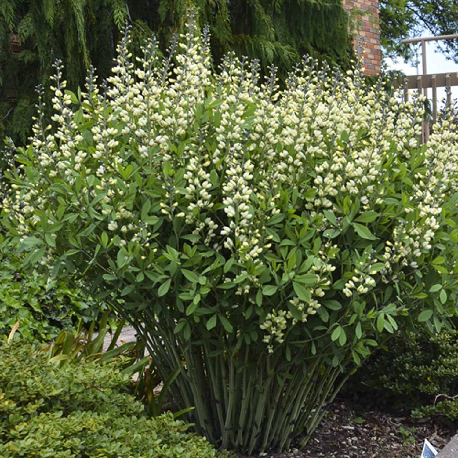 3012  Baptisia  Vanilla Cream  I  Svenskt namn  :Färgväppling  I  Krukstorlek   : SQ1  I  Förväntad Höjd  :  50/80 cm  I  Blomningstid :  juni-juli - 2