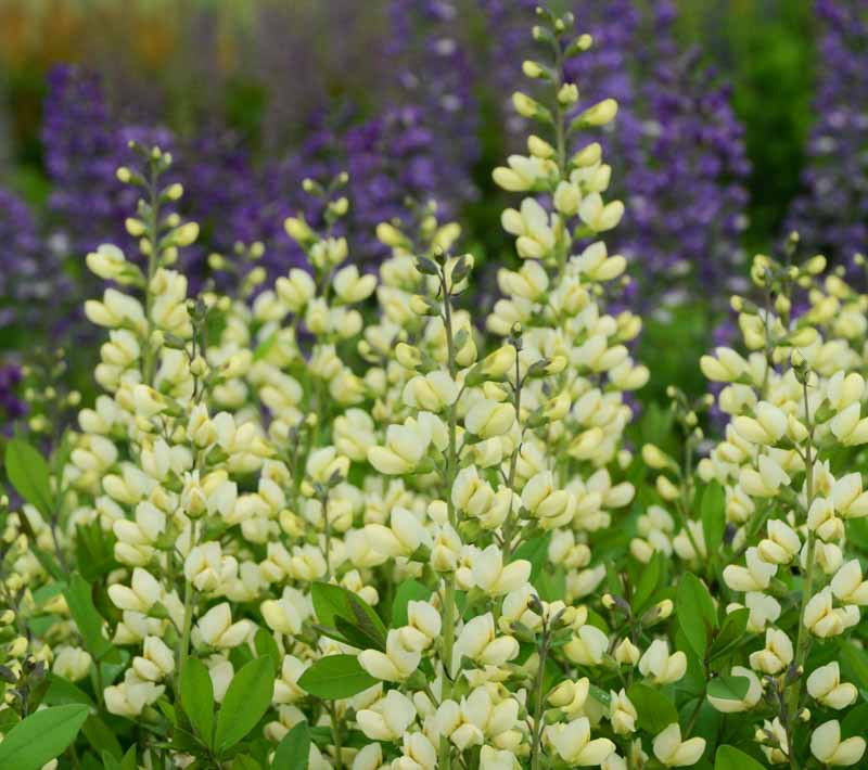 3012  Baptisia  Vanilla Cream  I  Svenskt namn  :Färgväppling  I  Krukstorlek   : SQ1  I  Förväntad Höjd  :  50/80 cm  I  Blomningstid :  juni-juli - 3