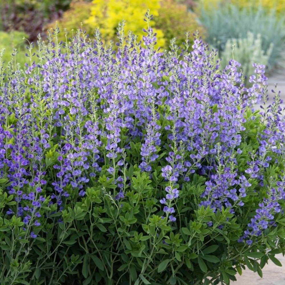 3013  Baptisia australis  I  Svenskt namn  :Färgväppling  I  Krukstorlek   : SQ1  I  Förväntad Höjd  :  80/100 cm  I  Blomningstid :  juni-juli