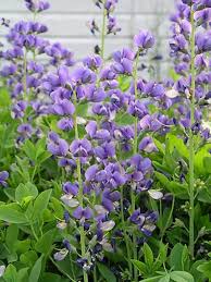 3013  Baptisia australis  I  Svenskt namn  :Färgväppling  I  Krukstorlek   : SQ1  I  Förväntad Höjd  :  80/100 cm  I  Blomningstid :  juni-juli - 3