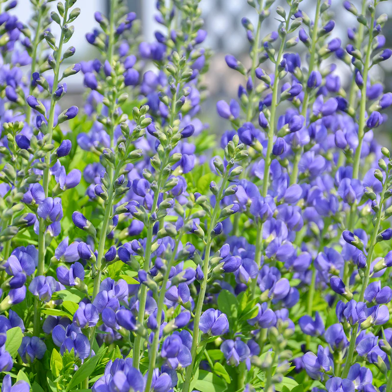 3013  Baptisia australis  I  Svenskt namn  :Färgväppling  I  Krukstorlek   : SQ1  I  Förväntad Höjd  :  80/100 cm  I  Blomningstid :  juni-juli - 2