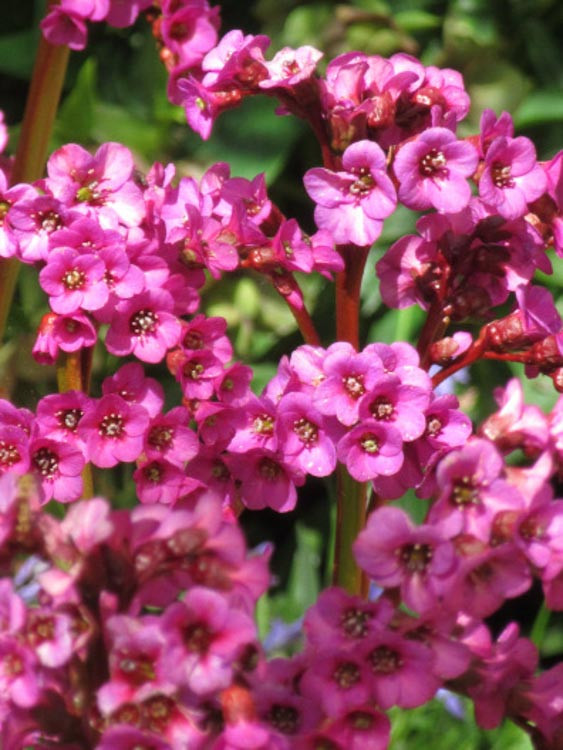 3042  Bergenia  Eroica  I  Svenskt namn  :Hjärtbergenia  I  Krukstorlek   : SQ1  I  Förväntad Höjd  :  30 cm  I  Blomningstid :  maj-juni - 2