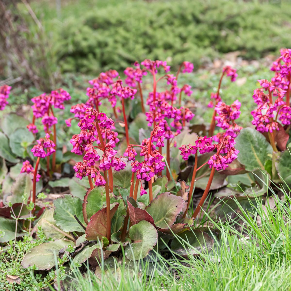 3042  Bergenia  Eroica  I  Svenskt namn  :Hjärtbergenia  I  Krukstorlek   : SQ1  I  Förväntad Höjd  :  30 cm  I  Blomningstid :  maj-juni - 3