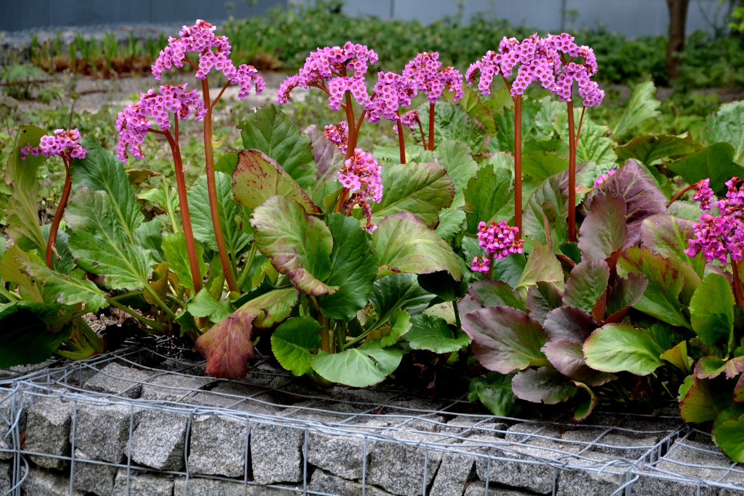 3042  Bergenia  Eroica  I  Svenskt namn  :Hjärtbergenia  I  Krukstorlek   : SQ1  I  Förväntad Höjd  :  30 cm  I  Blomningstid :  maj-juni - 4