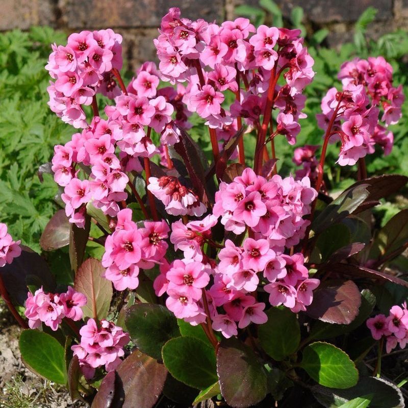 3042  Bergenia  Eroica  I  Svenskt namn  :Hjärtbergenia  I  Krukstorlek   : SQ1  I  Förväntad Höjd  :  30 cm  I  Blomningstid :  maj-juni