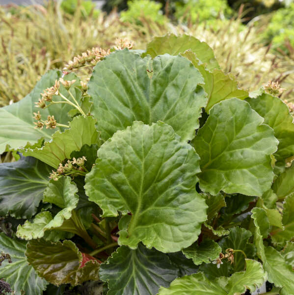 3043  Bergenia  Ripple Effect  I  Svenskt namn  :Bergenia  I  Krukstorlek   : SQ1  I  Förväntad Höjd  :  70 cm  I  Blomningstid :  maj-juni