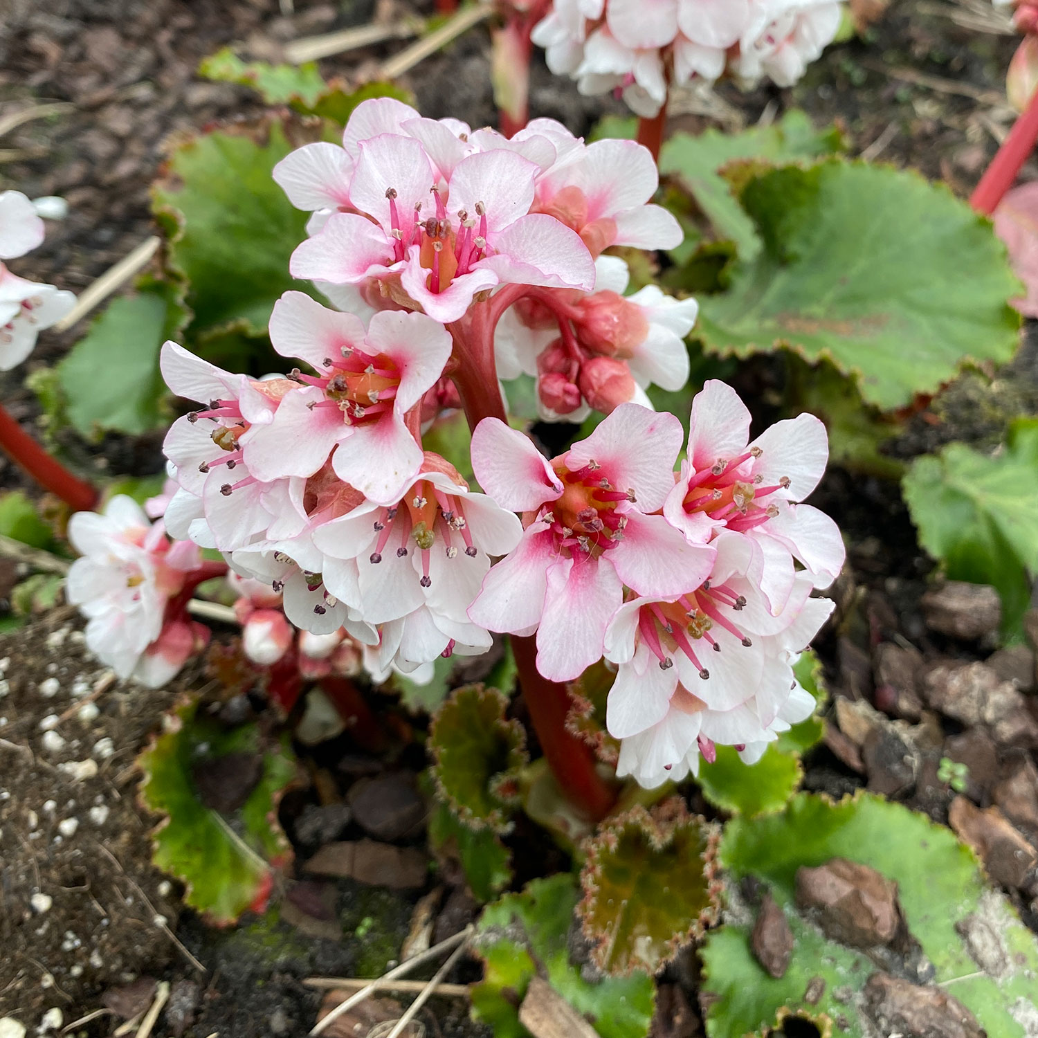 3043  Bergenia  Ripple Effect  I  Svenskt namn  :Bergenia  I  Krukstorlek   : SQ1  I  Förväntad Höjd  :  70 cm  I  Blomningstid :  maj-juni - 3