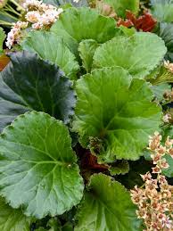 3043  Bergenia  Ripple Effect  I  Svenskt namn  :Bergenia  I  Krukstorlek   : SQ1  I  Förväntad Höjd  :  70 cm  I  Blomningstid :  maj-juni - 2