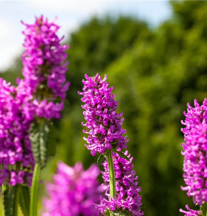 8453  Betonica hirsutaHummelo  I  Svenskt namn  :Axbetonika  I  Krukstorlek   : 11c  I  Förväntad Höjd  :  30 cm  I  Blomningstid :  juni-juli - 3