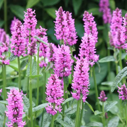 8453  Betonica hirsutaHummelo  I  Svenskt namn  :Axbetonika  I  Krukstorlek   : 11c  I  Förväntad Höjd  :  30 cm  I  Blomningstid :  juni-juli - 2