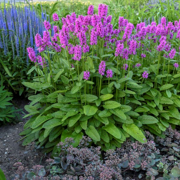 8453  Betonica hirsutaHummelo  I  Svenskt namn  :Axbetonika  I  Krukstorlek   : 11c  I  Förväntad Höjd  :  30 cm  I  Blomningstid :  juni-juli
