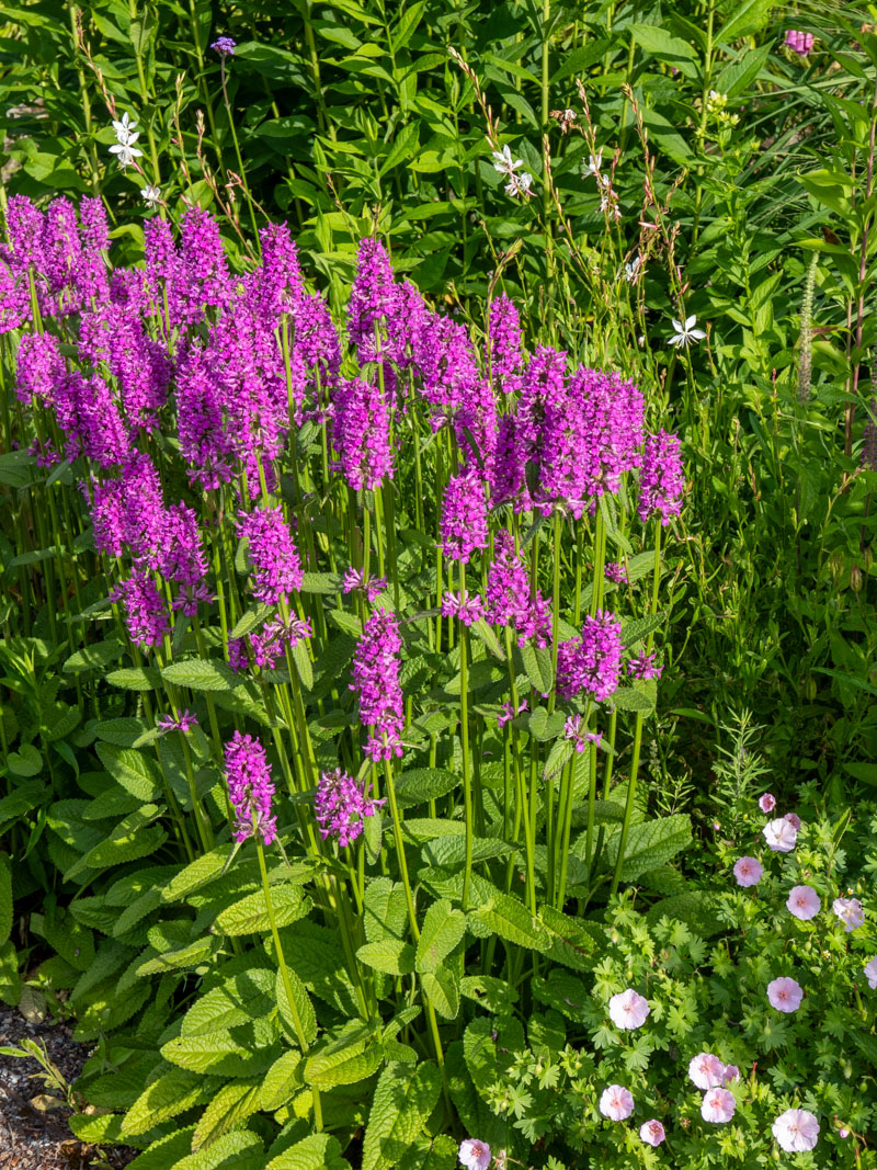 8472  Betonica hirsutaRosea  I  Svenskt namn  :Axbetonika  I  Krukstorlek   : 11c  I  Förväntad Höjd  :  30 cm  I  Blomningstid :  juni-juli - 2