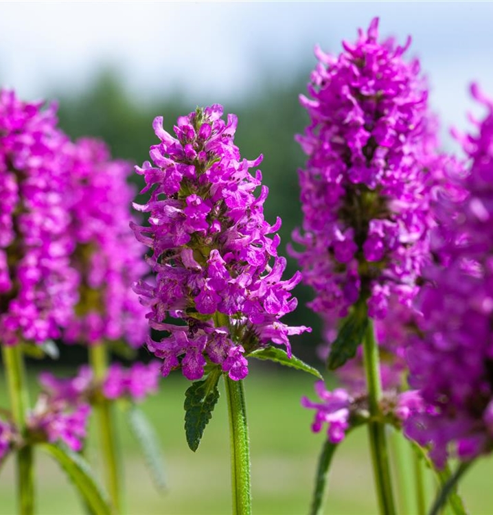 8472  Betonica hirsutaRosea  I  Svenskt namn  :Axbetonika  I  Krukstorlek   : 11c  I  Förväntad Höjd  :  30 cm  I  Blomningstid :  juni-juli - 3