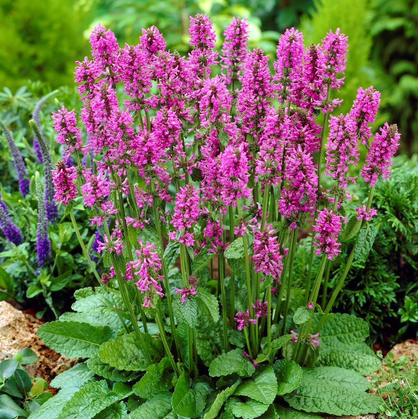 8472  Betonica hirsutaRosea  I  Svenskt namn  :Axbetonika  I  Krukstorlek   : 11c  I  Förväntad Höjd  :  30 cm  I  Blomningstid :  juni-juli