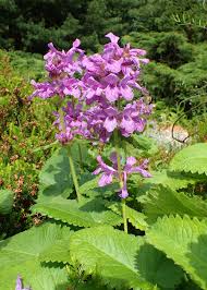 8450  Betonica macrantha Superba  I  Svenskt namn  :Praktbetonika  I  Krukstorlek   : SQ1  I  Förväntad Höjd  :  50 cm  I  Blomningstid :  juni-juli - 3
