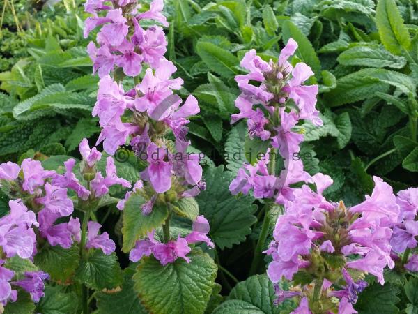 8450  Betonica macrantha Superba  I  Svenskt namn  :Praktbetonika  I  Krukstorlek   : SQ1  I  Förväntad Höjd  :  50 cm  I  Blomningstid :  juni-juli - 2