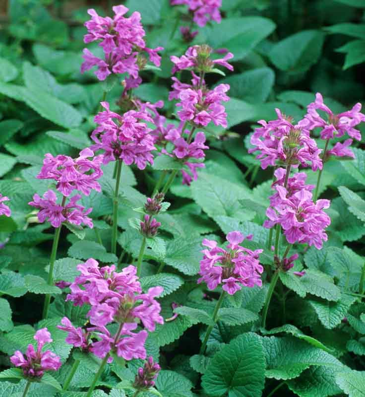 8450  Betonica macrantha Superba  I  Svenskt namn  :Praktbetonika  I  Krukstorlek   : SQ1  I  Förväntad Höjd  :  50 cm  I  Blomningstid :  juni-juli