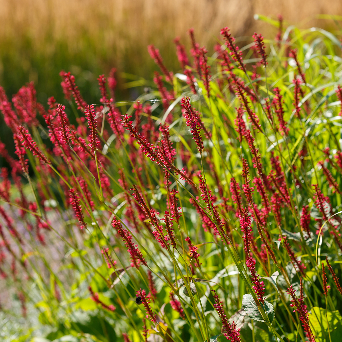 7141  Bistorta amplexicaulis Bloody Mary ( PBR)  I  Svenskt namn  :Blodpilört  I  Krukstorlek   : SQ1  I  Förväntad Höjd  :  70 cm  I  Blomningstid :  aug-okt